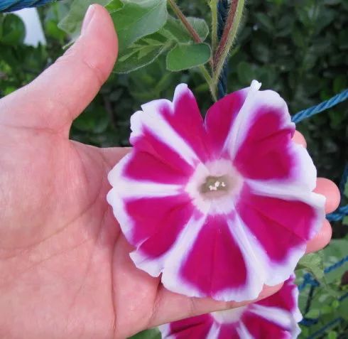 牵牛花到处游,牵牛花随便种