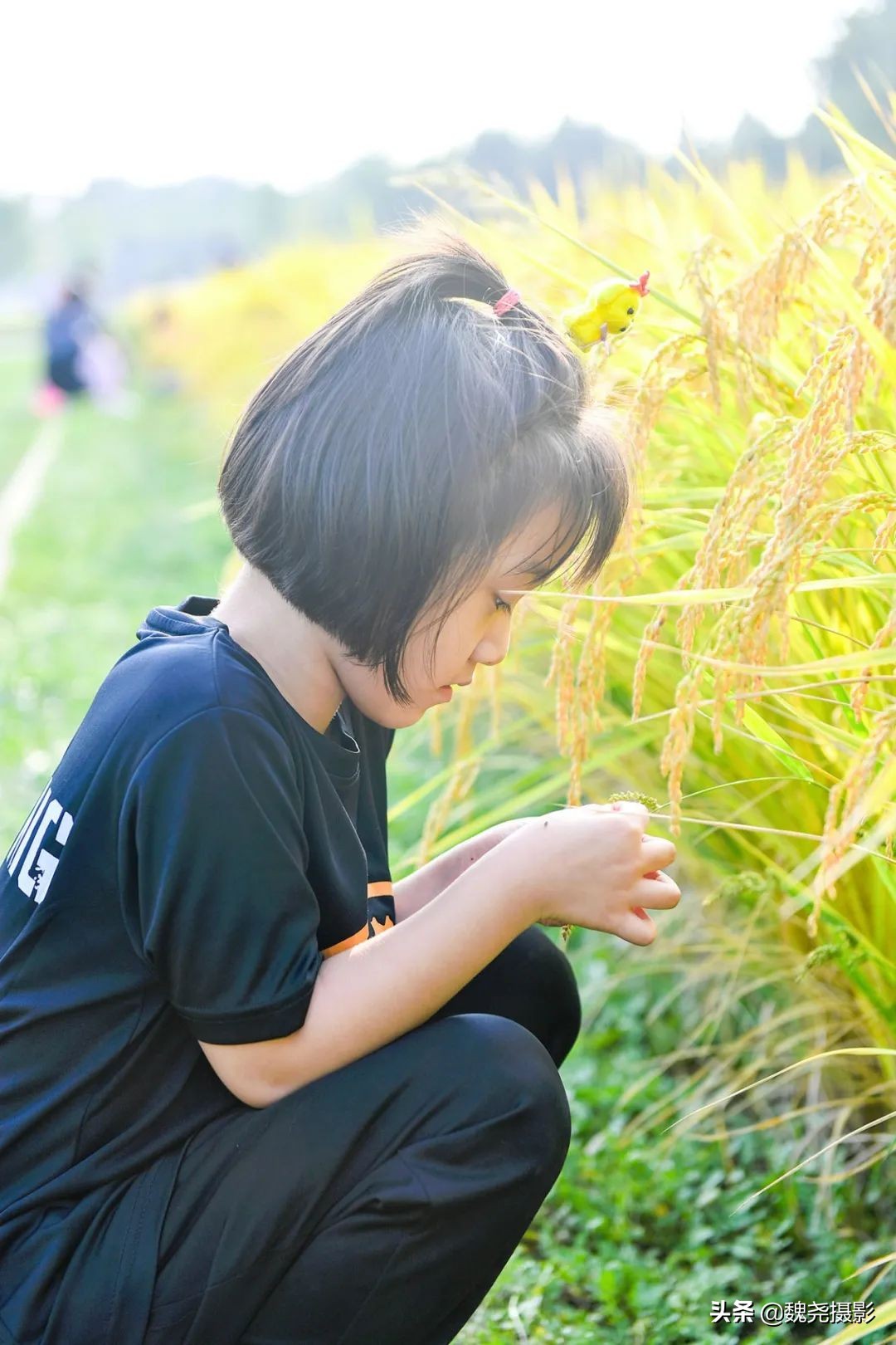 北京北坞公园里的京西稻又熟了,曾经只有皇上才能吃上这儿的大米