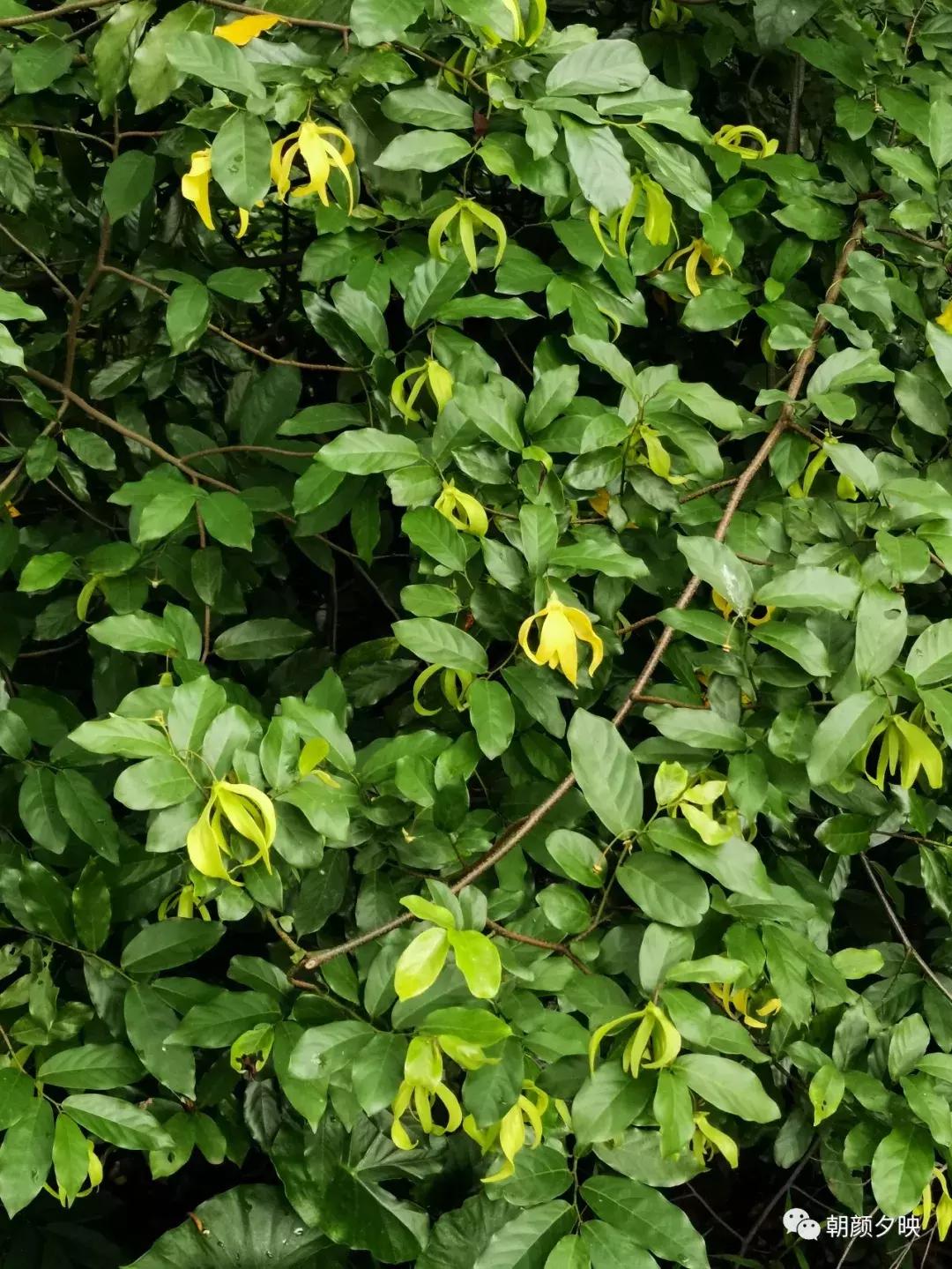 岐阳梧桐起凤环，鹭兮鹭兮寻不见（上）