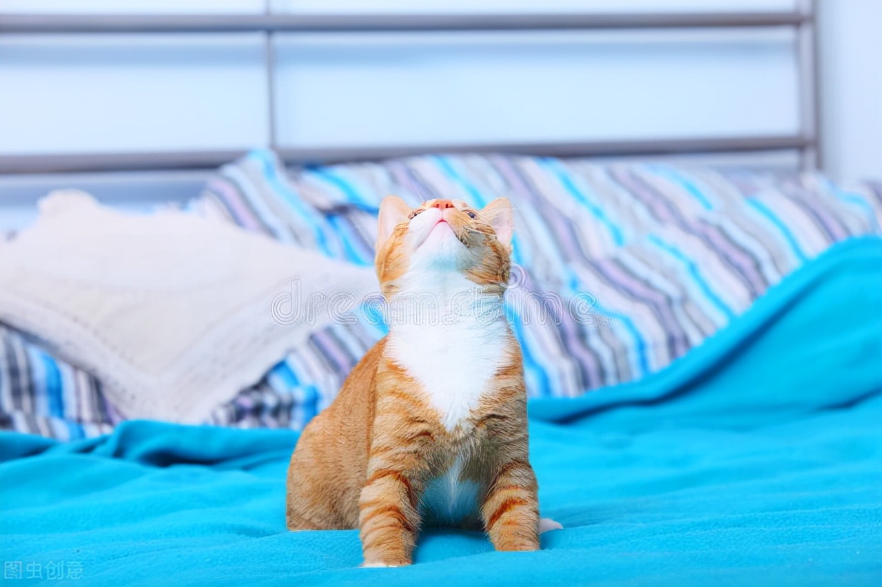 猫得了黄疸死的几率多大,猫黄疸消退只用四招