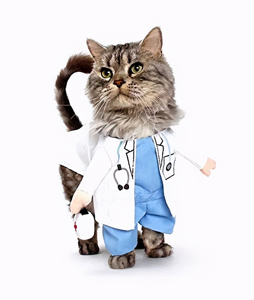 路边随便采野花,路边哪些草可以当猫草