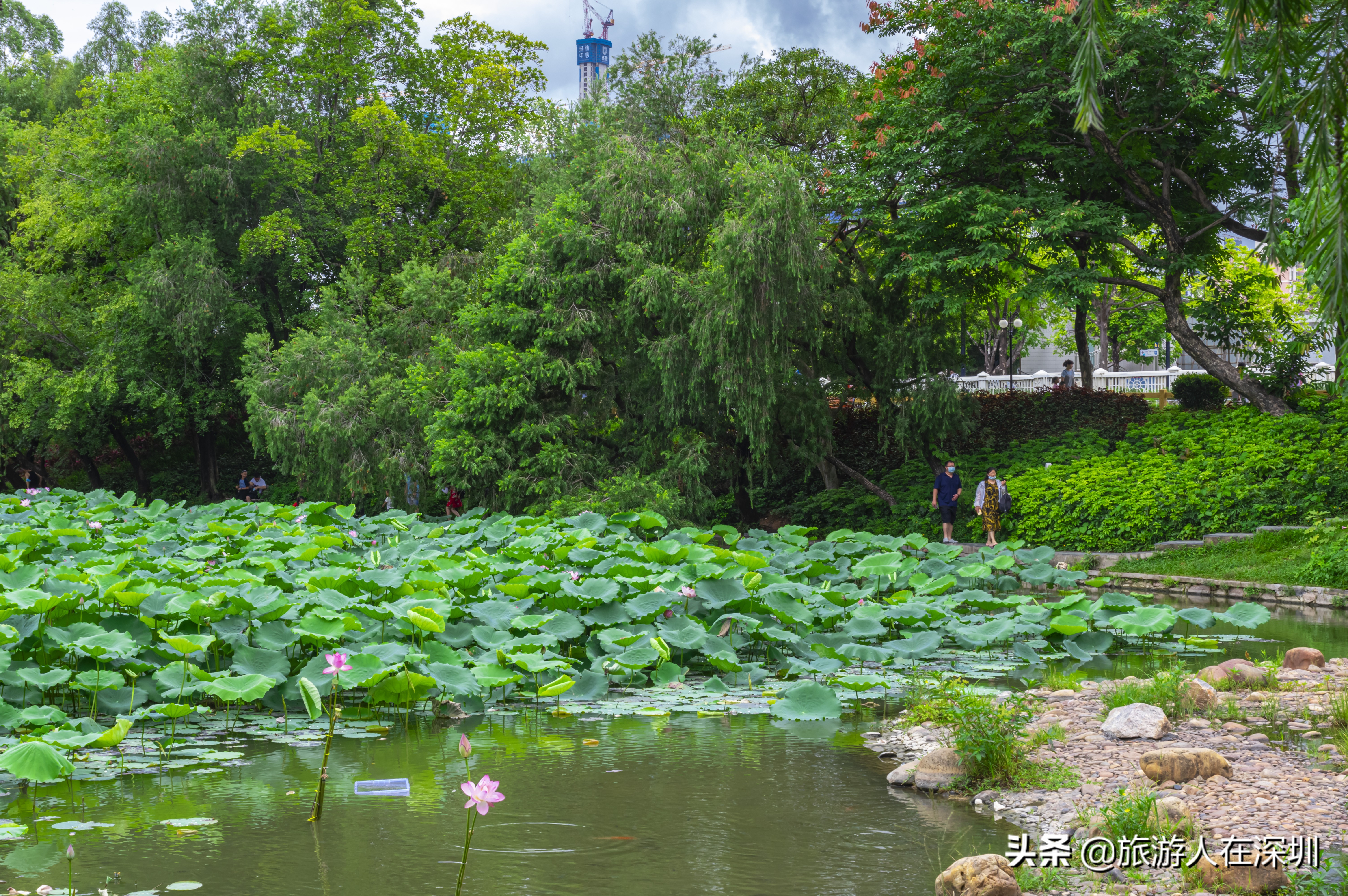 洪湖公园深圳免费景区,深圳市洪湖公园开放