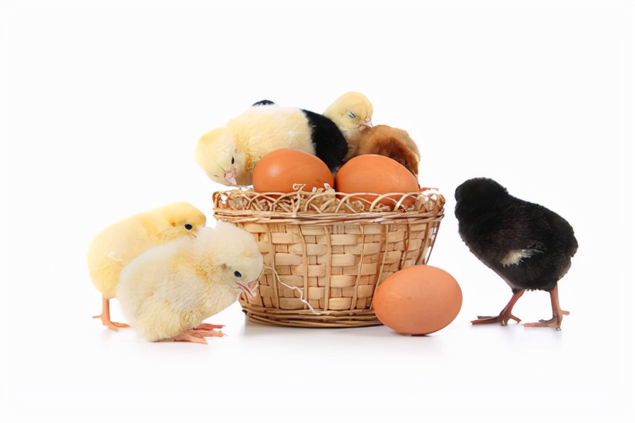 辣椒粕鸡饲料怎么用,辣椒粕喂鸡的利与弊