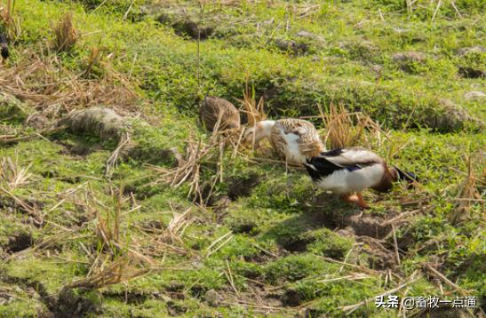 如何预防维生素b2缺乏,鸭维生素b1缺乏症