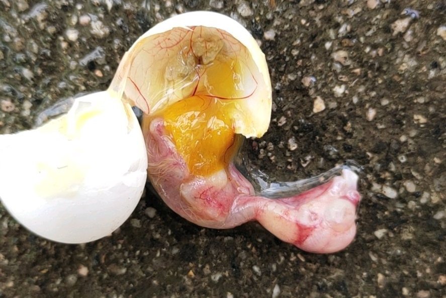 鸟如何生蛋科普,如何鉴别鸟蛋有没有苗