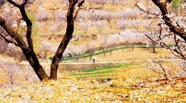 等疫情结束了一定要去西安看看,等疫情结束了一定要去趟西安