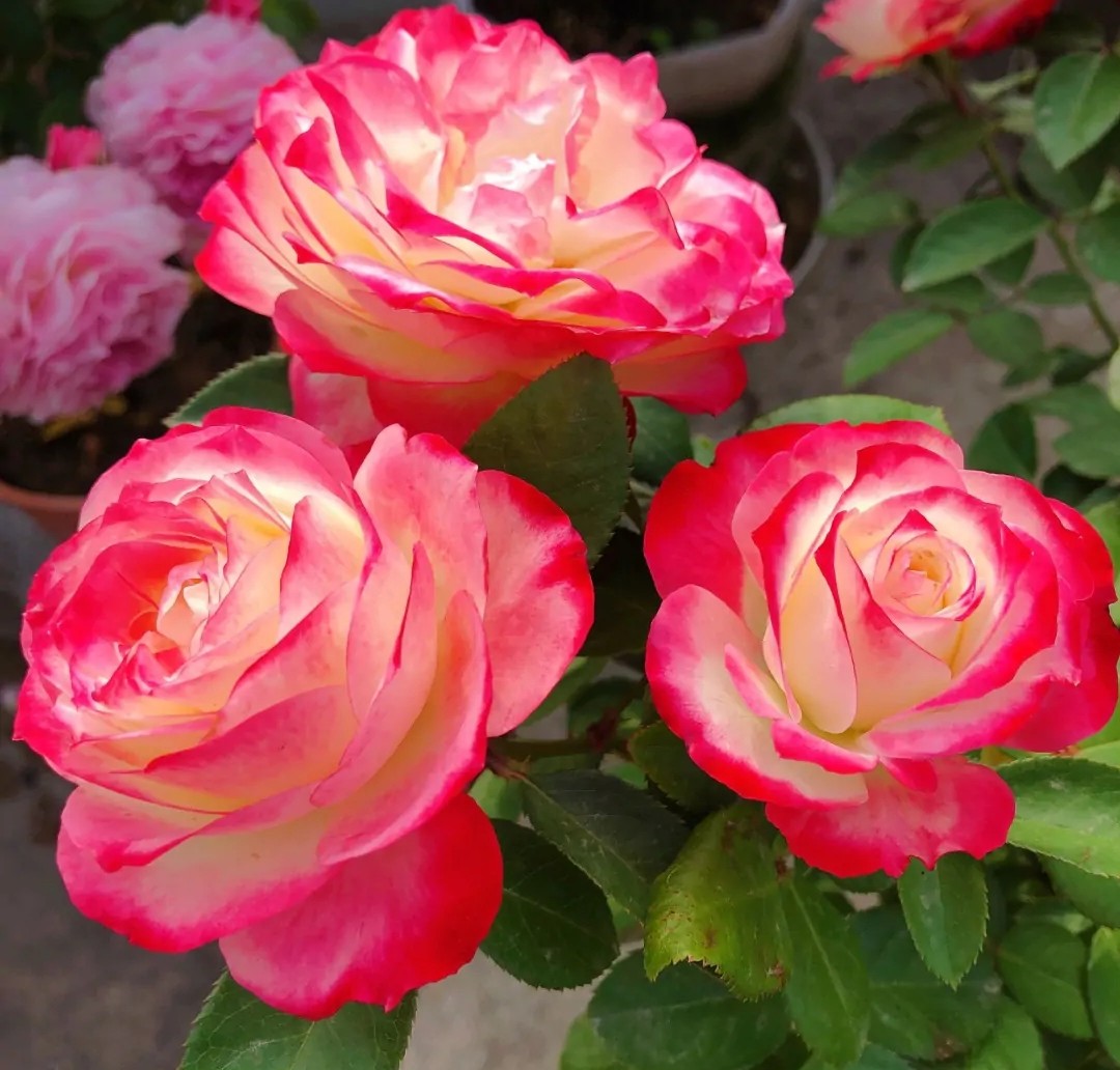 100种月季经典品种,100种经典月季品种