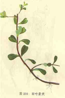 宝塔菜是什么样的植物,石板菜的生长习性