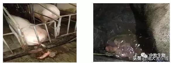 口蹄疫疫苗出现应激反应怎么办,接种流感疫苗后的不良反应