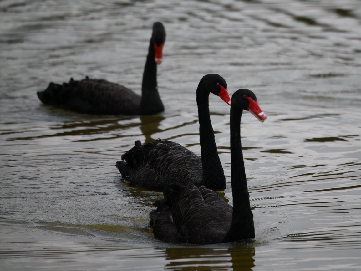 云南玉龙湖观鸟,临沧玉龙湖清晨的美景照片