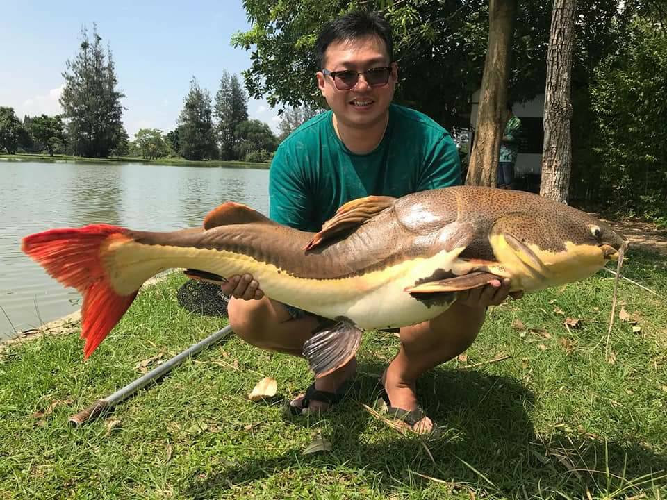 红尾鲶厉害吗,李大毛钓红尾鲶