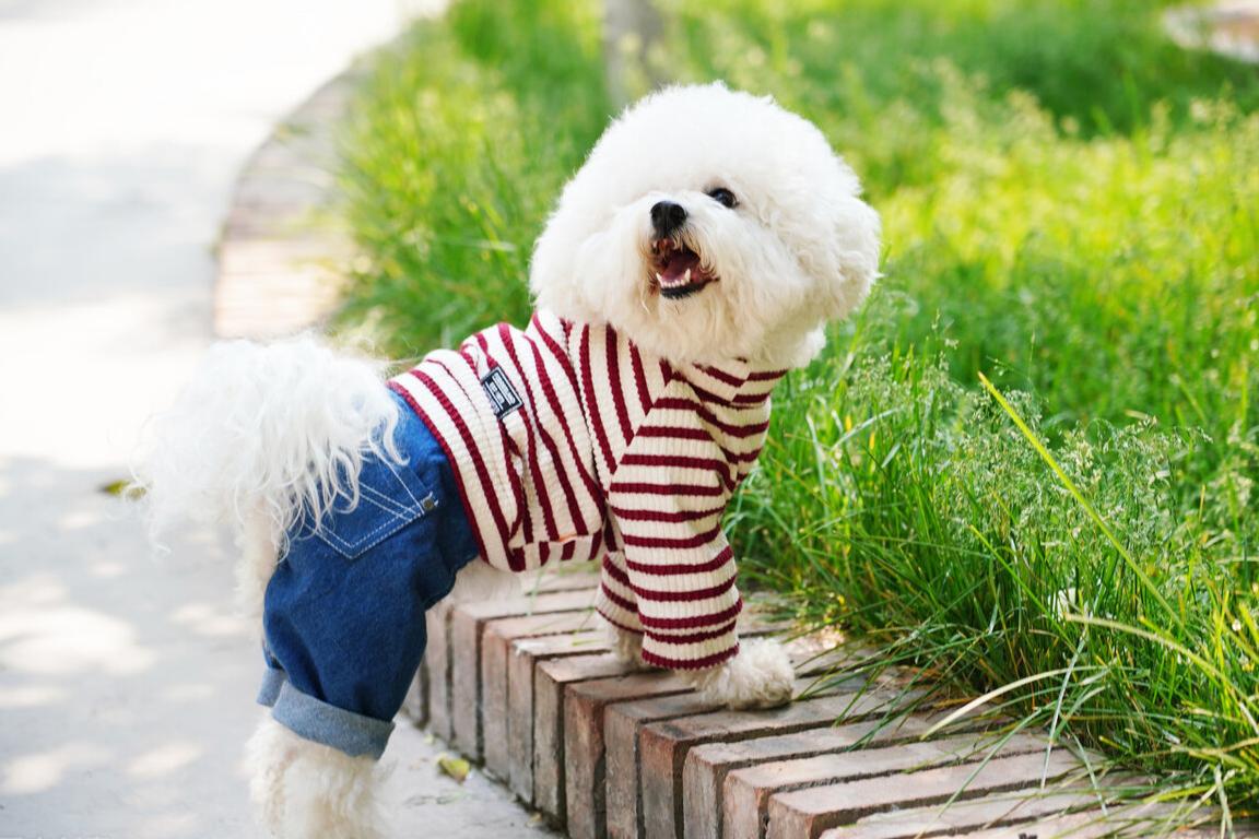 当今开个宠物店经营模式和套路,想开一个宠物店怎么做才能赚钱多