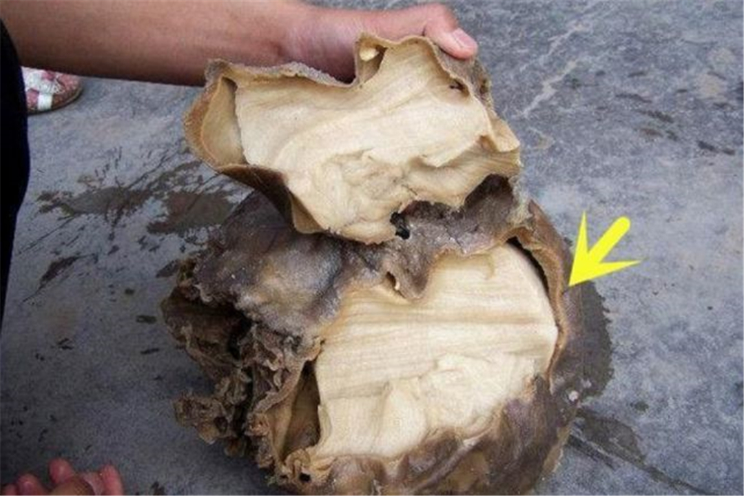 太岁的真实价值,太岁真的那么值钱嘛