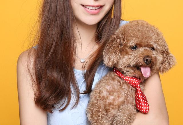 贵宾犬的五大缺点看完你还敢养吗,不建议养贵宾犬的五大理由