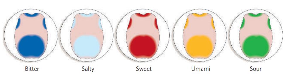 味觉系统对什么的检测比较灵敏,味觉识别方式