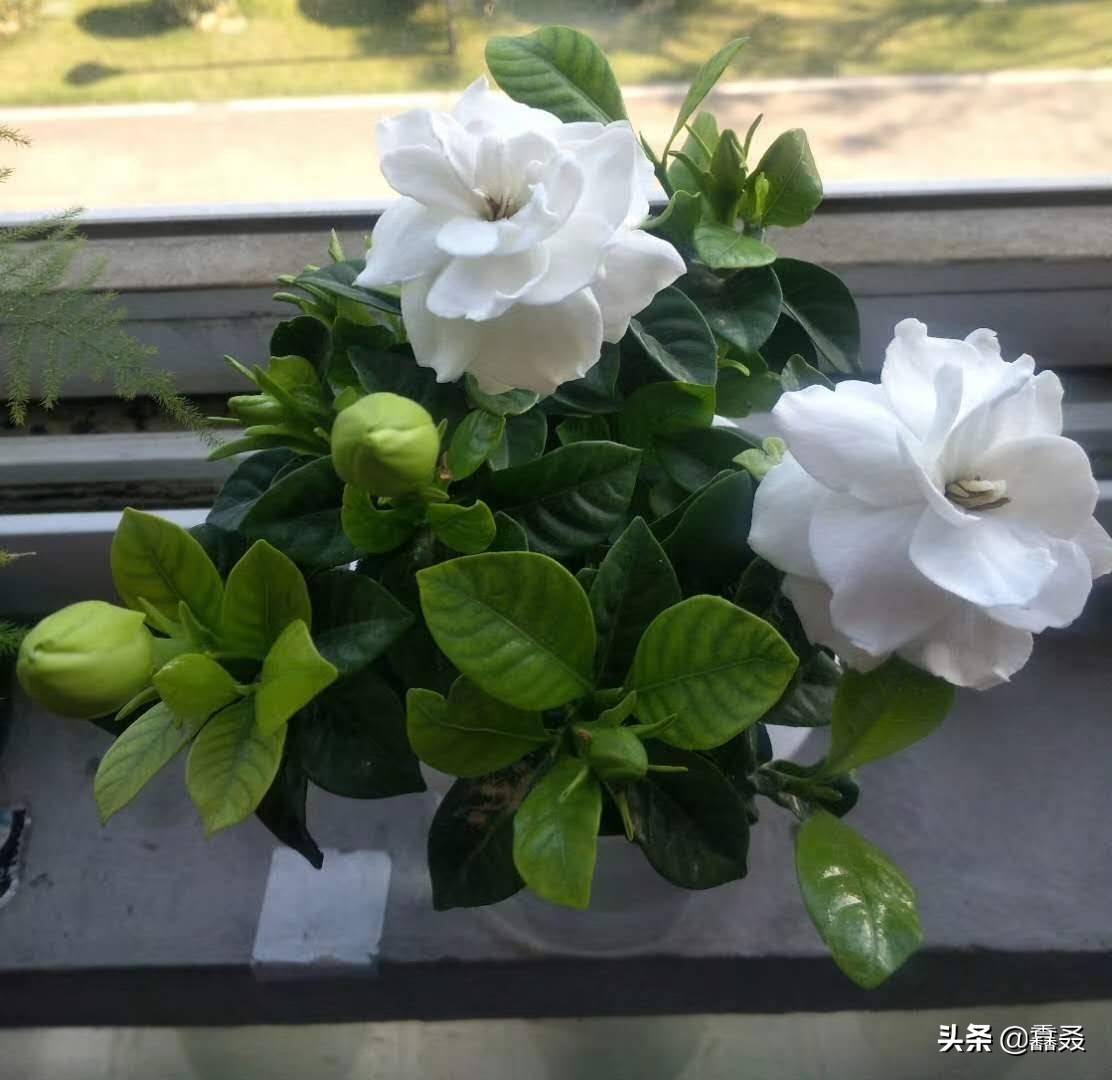 栀子花开电影免费观看高清,栀子花开幼儿舞蹈