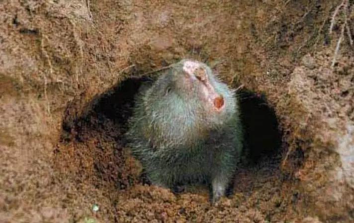 “野味”真的美味大补吗？多省份发文禁食