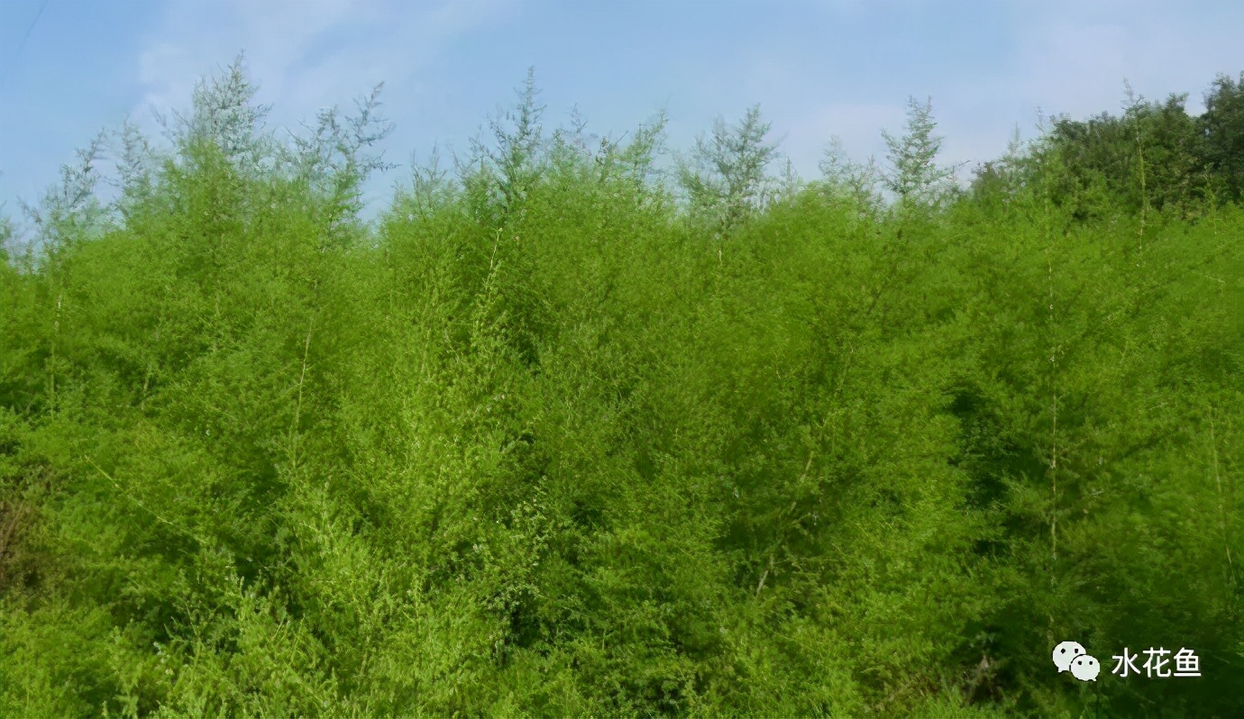 鱼类寄生虫用什么药,鱼类寄生虫怎么灭杀