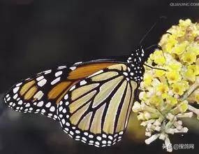 信鸽定向之谜,信鸽靠嗅觉辨别方向