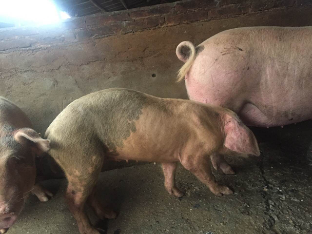 断奶仔猪感染怎么治,断奶仔猪如何预防副猪