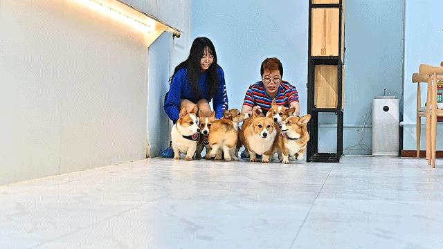 吸屁屁,短腿大耳肉嘟嘟,这家店进去就出不来了…