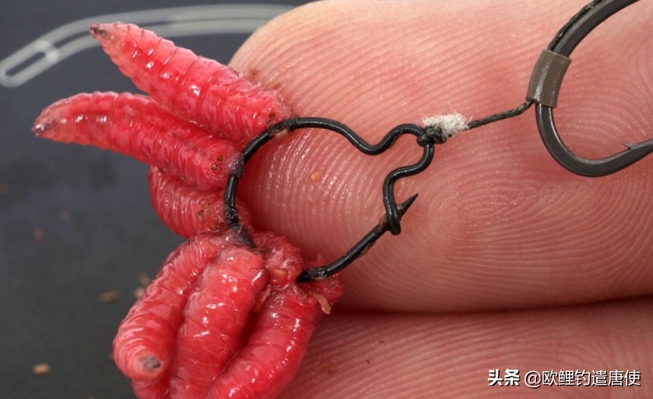 话说欧鲤钓组全集,欧鲤钓组可以钓哪些鱼