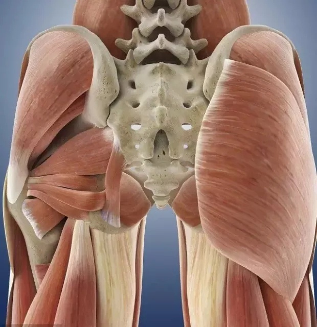 臀部训练如何臀发力,臀部塑形可以瘦臀部吗