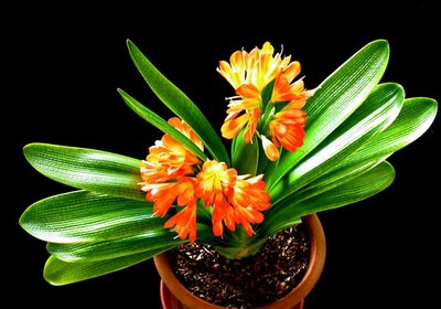 花中君子——君子兰，最详细的君子兰栽培技术，教你分分钟养好花