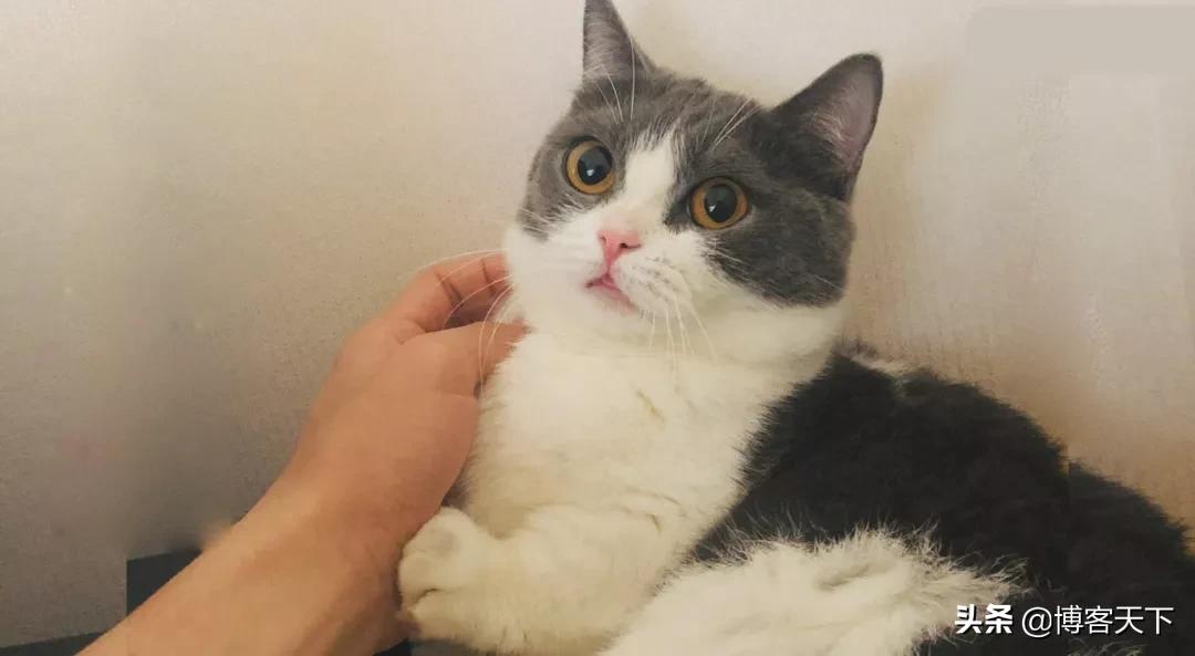 在哪里买猫才最靠谱的,哪里买猫比较便宜和身体好