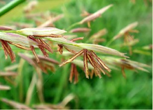 中国人种植水稻历史,中国人种植蔬菜