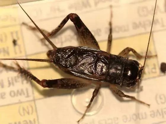 蝈蝈蛐蛐分不清,蝈蝈蛐蛐傻傻分不清楚