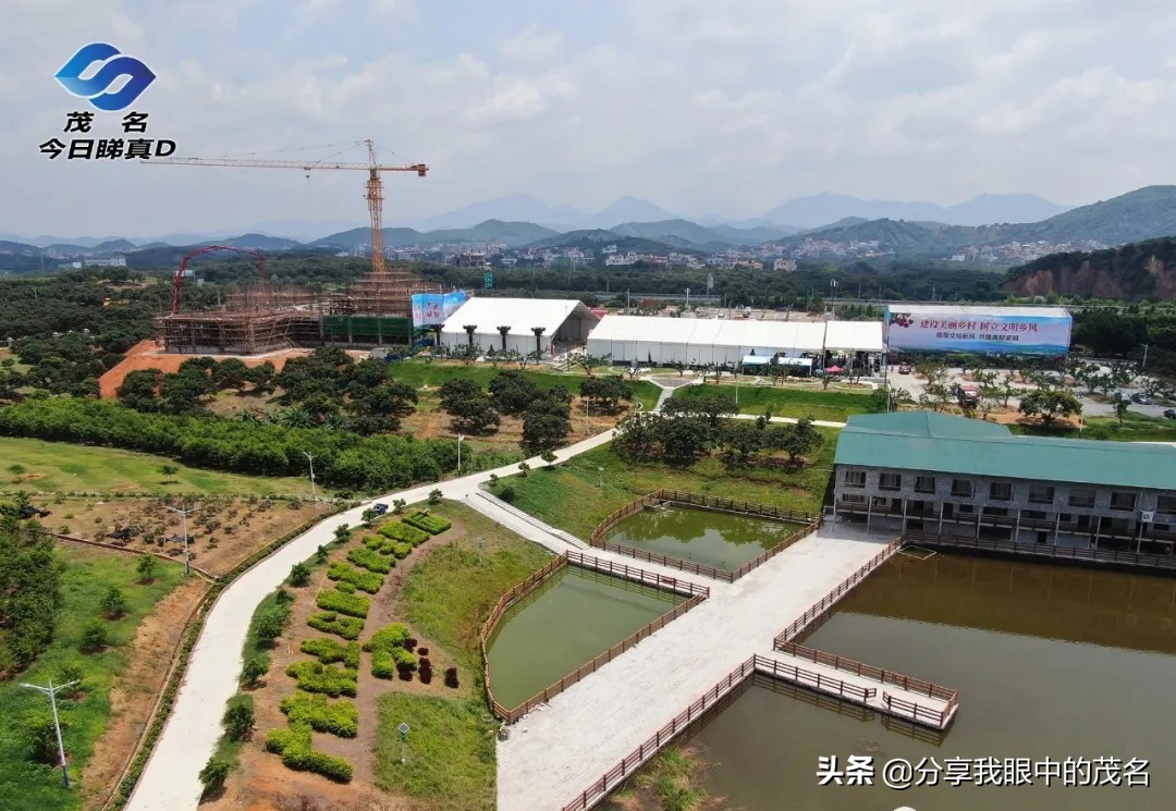 茂名荔枝大会,茂名市520荔枝产业大会