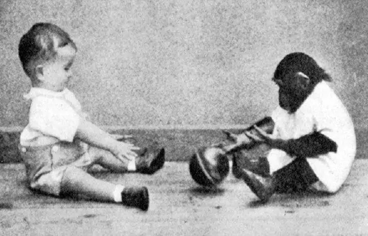 比利时女孩与黑猩猩相爱,比利时女子称与黑猩猩相爱