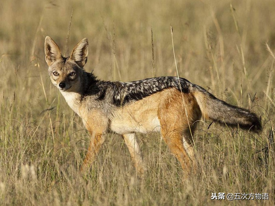 犬科动物是犬型亚目还是裂脚亚目,犬科犬属