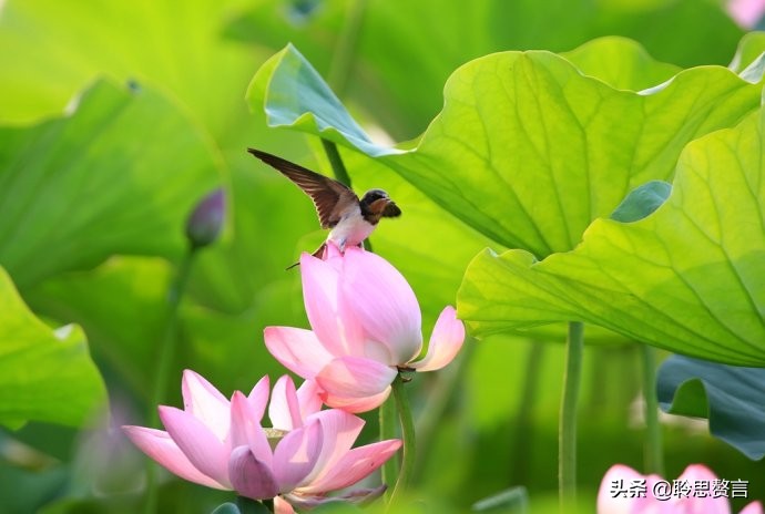 夏日诗句精选,30首夏日诗词人间最美是初夏