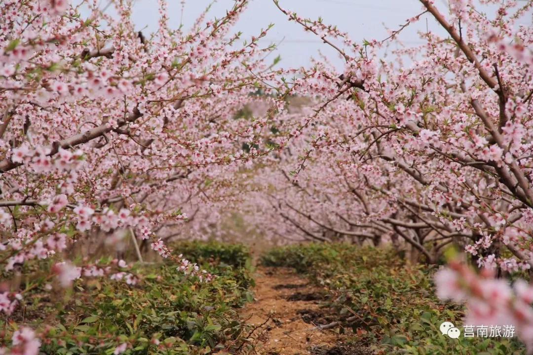 莒南自驾游免费景点大全图片,莒南春季游玩好去处推荐