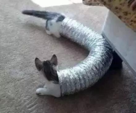 “液体”做的猫究竟可以拉多长？得知真相后，网友纷纷直言：变态