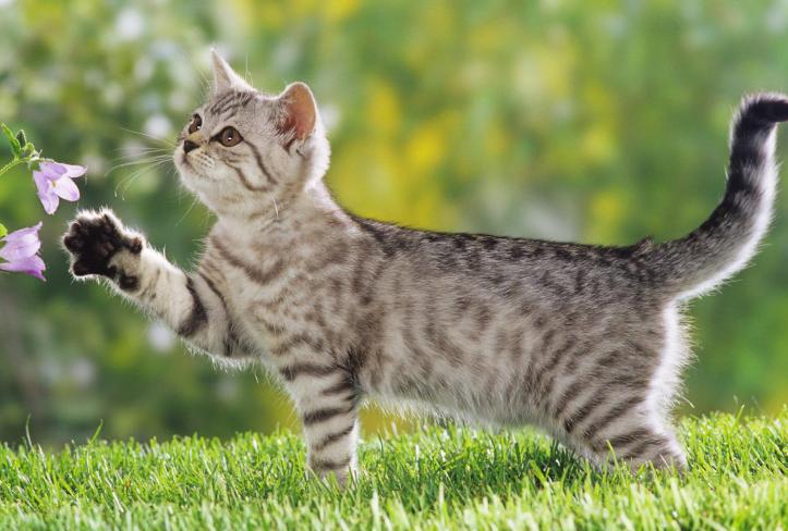 有孕妇养猫感染弓形虫吗,孕妇能养猫和狗吗