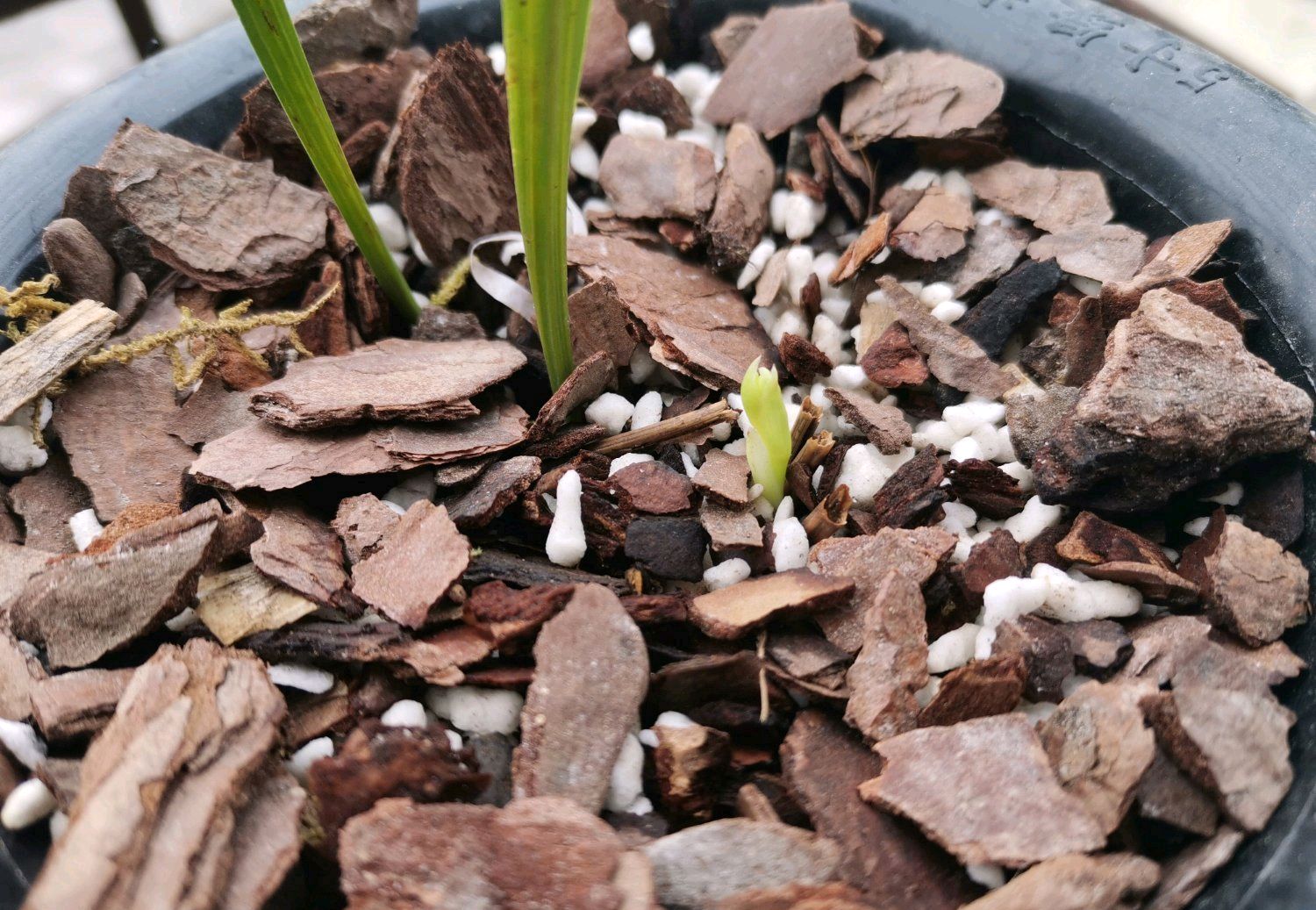 兰花无根无叶的老芦头需要剥离吗,兰花怎样捂花苞