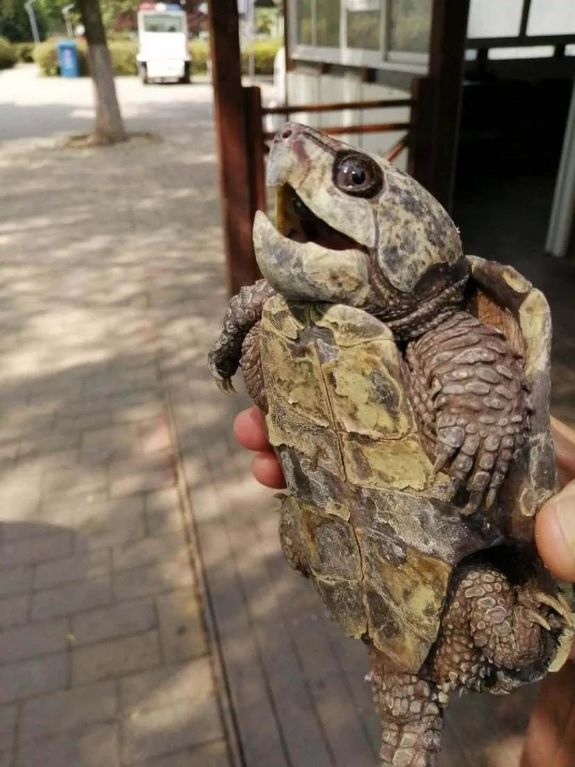 鹰嘴龟国鹰,花鸟市场鹰嘴龟