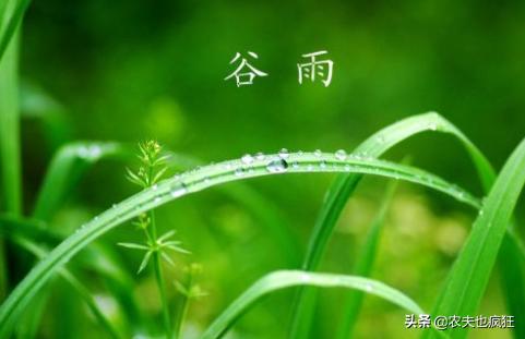 气象中的谷雨是什么意思,谷雨天气好代表什么意思