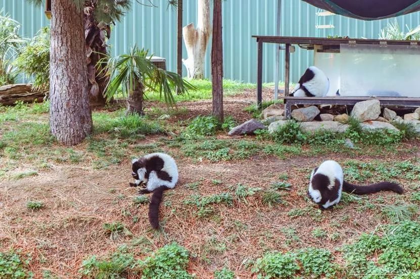 澳洲|春意堪培拉,看袋鼠、品酒、赏花、住进动物的家