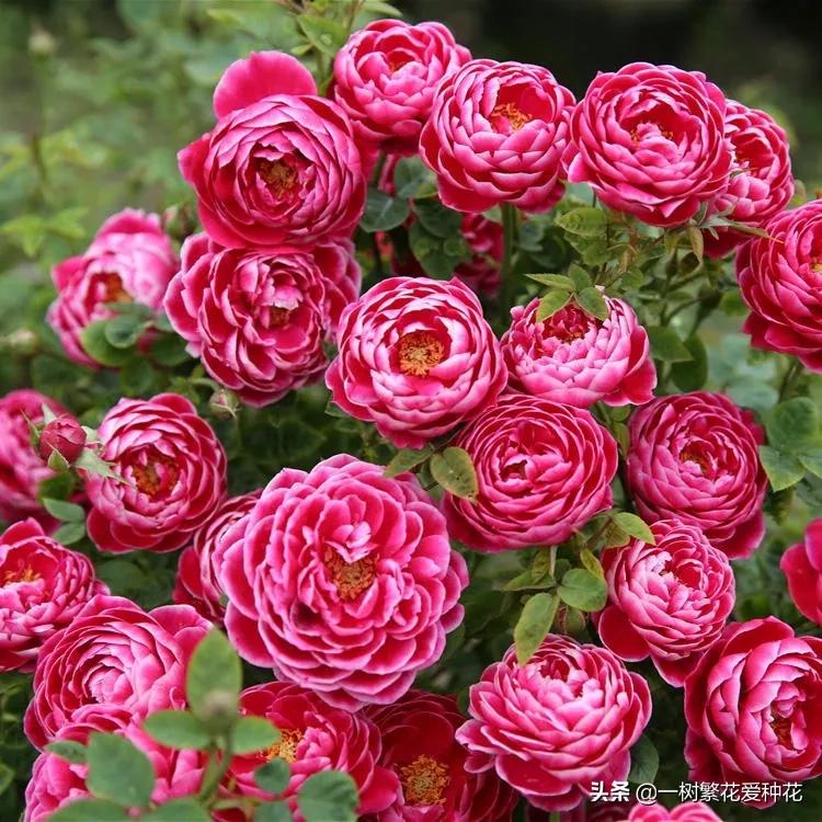 月季日本玛丽如何冬剪,日本玛丽月季的养殖方法