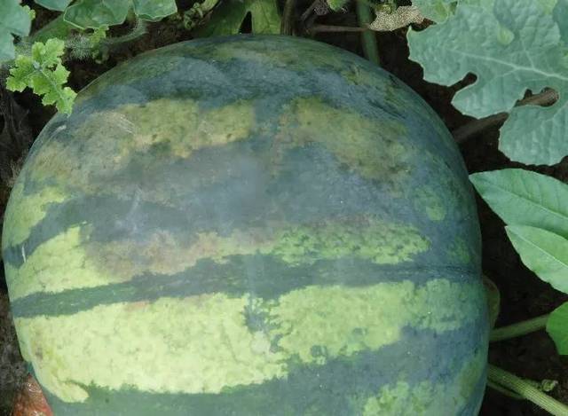 西瓜阴皮病防治特效药,西瓜青皮病用什么药