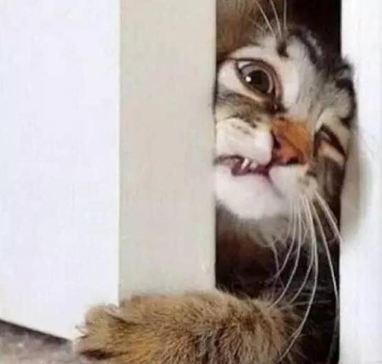 猫咪半夜挠卧室门怎么纠正,不想猫咪上床怎么办
