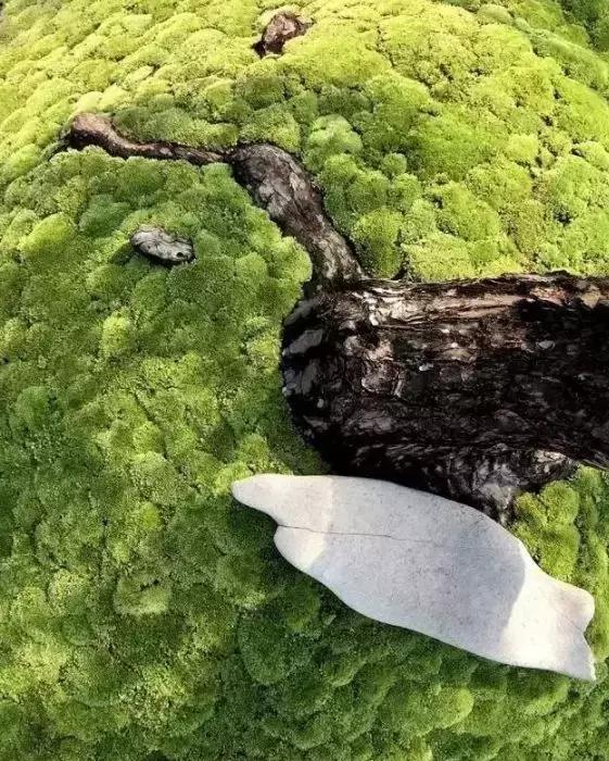 禅意庭院一定要用苔藓吗,禅意苔藓微景观制作视频