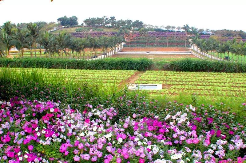 化肥为什么被称为“土地*片鸦**”？如何实现化肥使用量零增长行动？