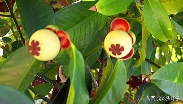 我叫山竹，迫不得已卖那么贵，其实我浑身都是宝，家家户户都需要