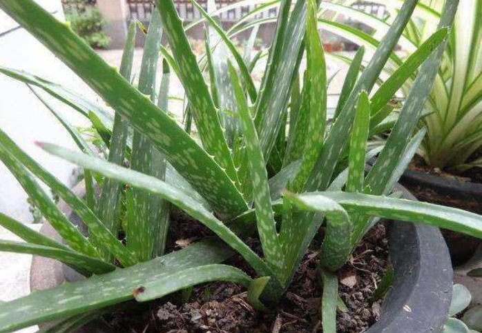 什么植物养不死可以净化空气,家里养这2种花净化空气带来好运