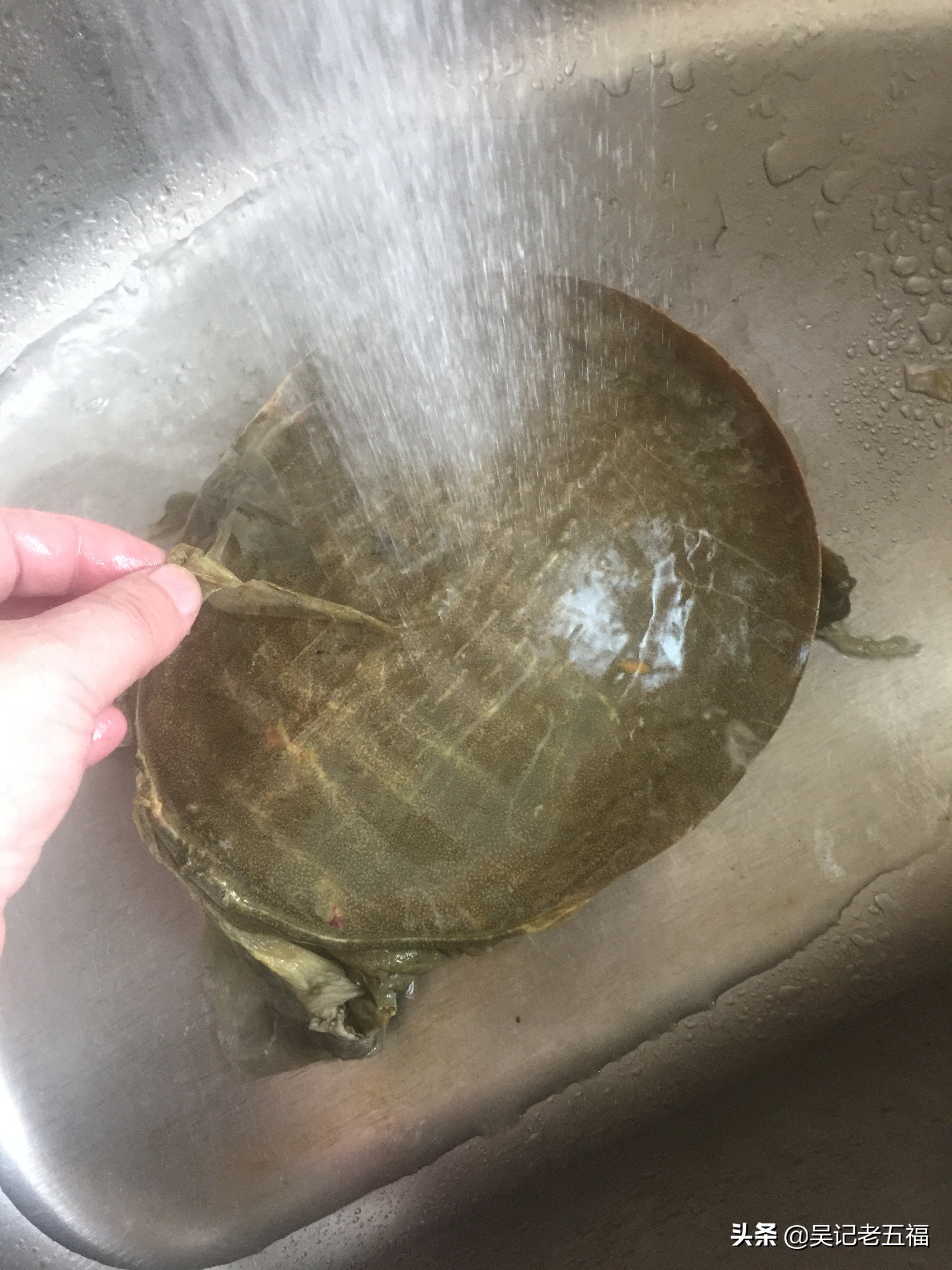 甲鱼排骨做法红烧,大师的菜红烧甲鱼